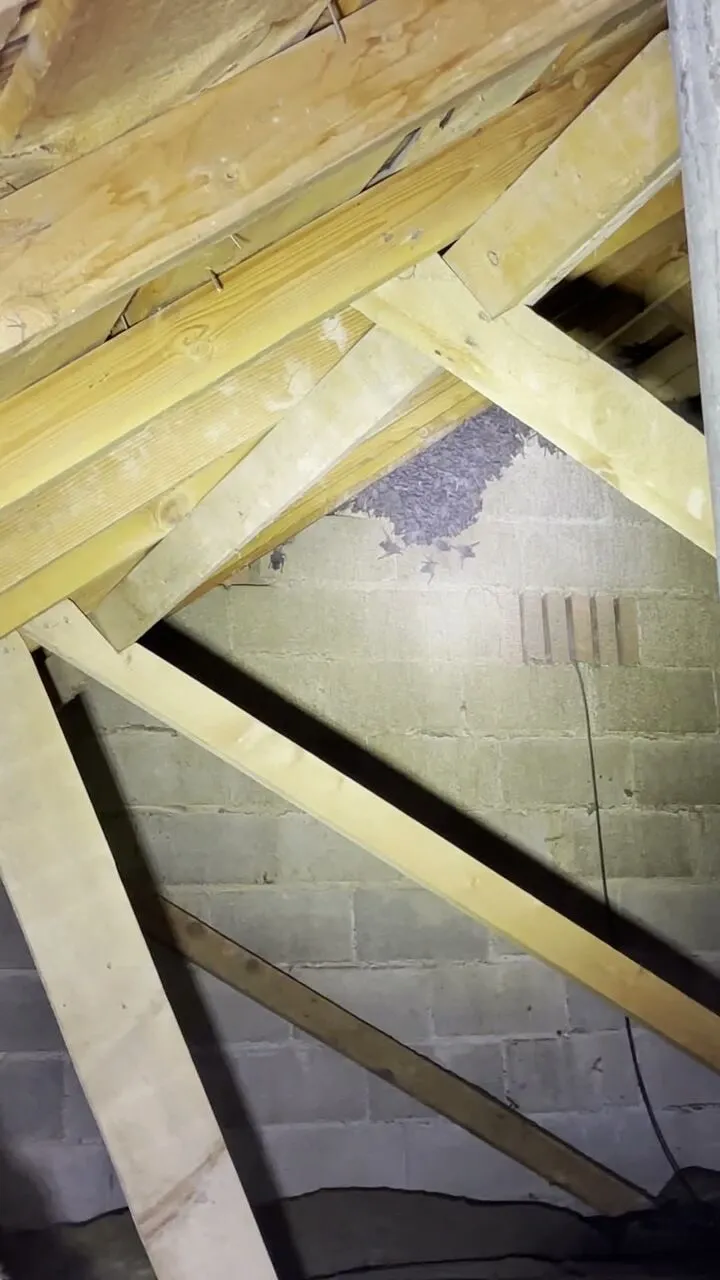 Bat colony clustered on a block wall inside an attic